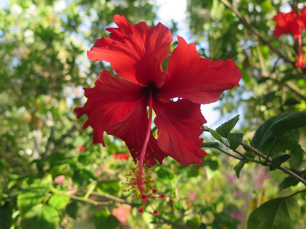Ananda B&B Gili Air Zewnętrze zdjęcie